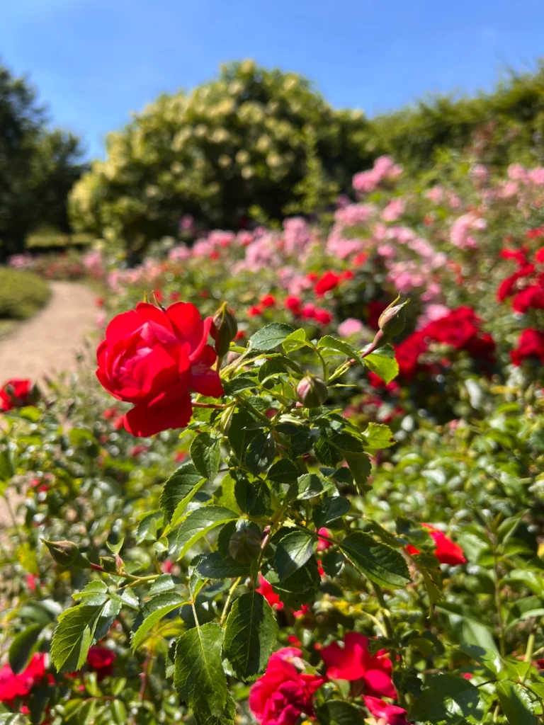 Blumen im Hofwiesenpark Gera